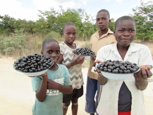 These young entreprenours were captured along Chaka Road in Chirumanzu where they were selling black berries (tsubvu). One plate full is going for 50 cents..JPG